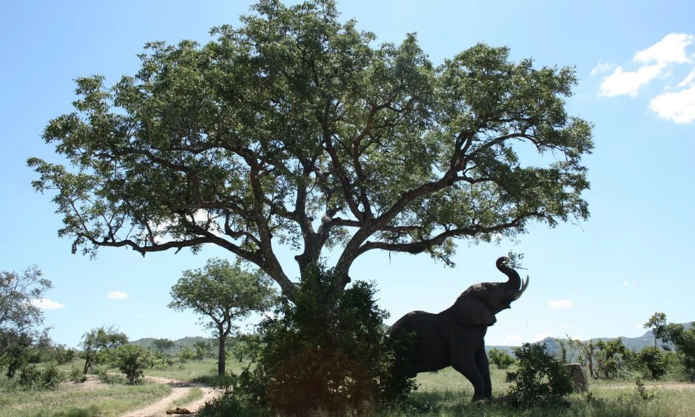 Leukste hotels in Krugerpark, South Region