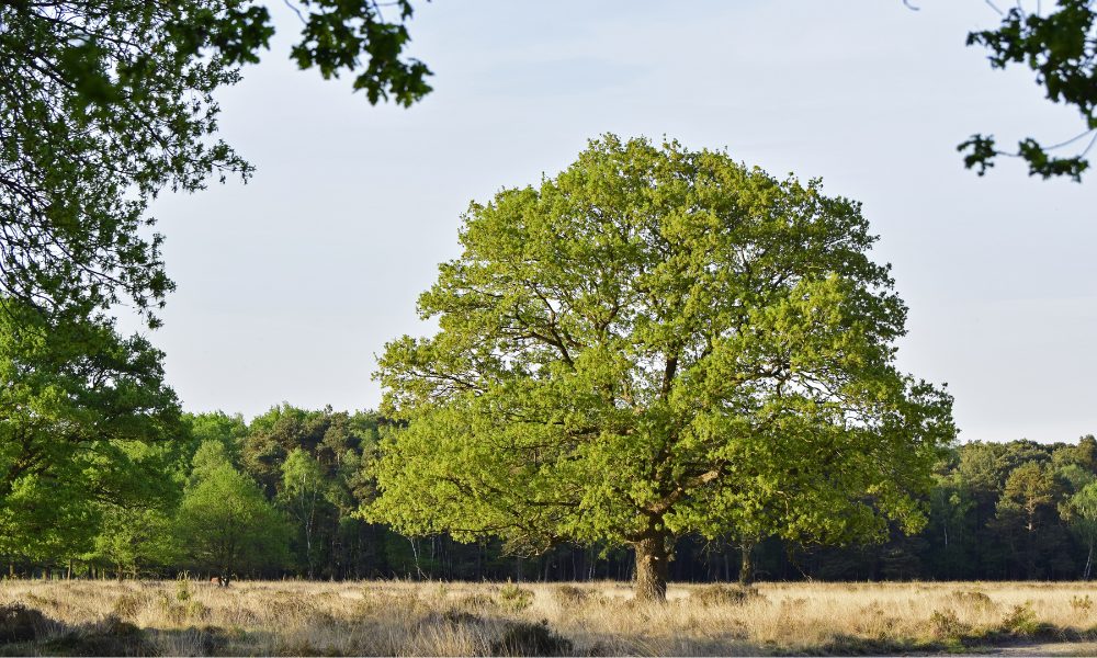 Übernachten in Rutbeek, in der Natur von Enschede